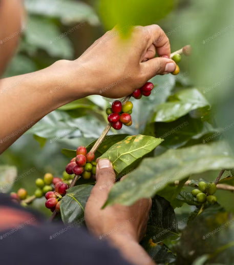 A person harvests ripe red and unripe green coffee cherries from a coffee plant branch.