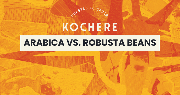 Arabica vs. Robusta Coffee Beans: Complete Guide to Taste, Caffeine & Brewing