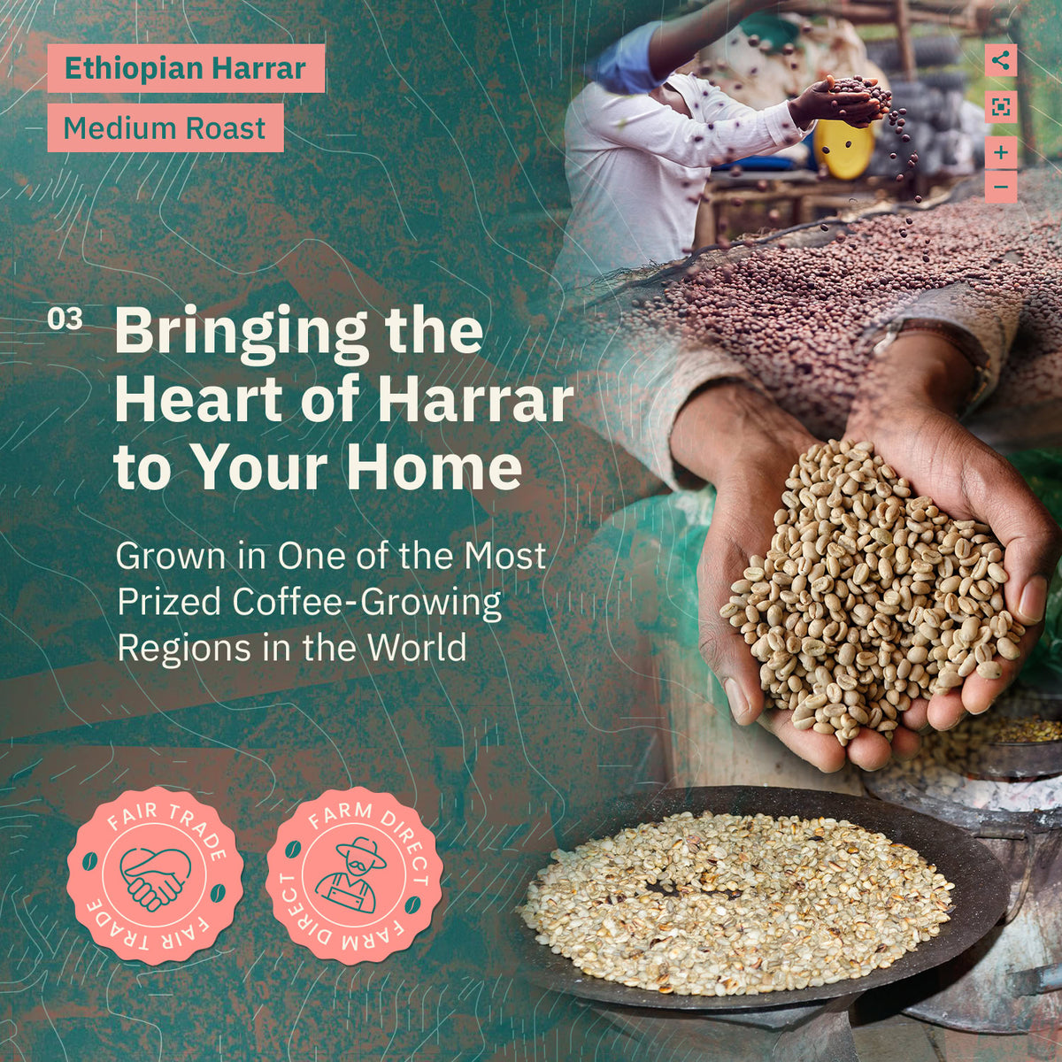 A promotional image for Kochere Coffee Ethiopian Harrar Natural Medium Roast by Kochere Coffee Company, featuring organic beans, hands holding green beans, and text on Fair Trade, single origin, farm direct sourcing, with fruity and dark chocolate notes.[all]