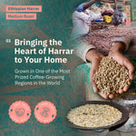 A promotional image for Kochere Coffee Ethiopian Harrar Natural Medium Roast by Kochere Coffee Company, featuring organic beans, hands holding green beans, and text on Fair Trade, single origin, farm direct sourcing, with fruity and dark chocolate notes.[all]