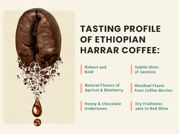 A coffee bean with flavor notes listed: robust, bold, apricot, blueberry, honey, chocolate, dry fruitiness, coffee berries, and jasmine hints. Text reads "Flavor Profile of Ethiopian Harrar Coffee.