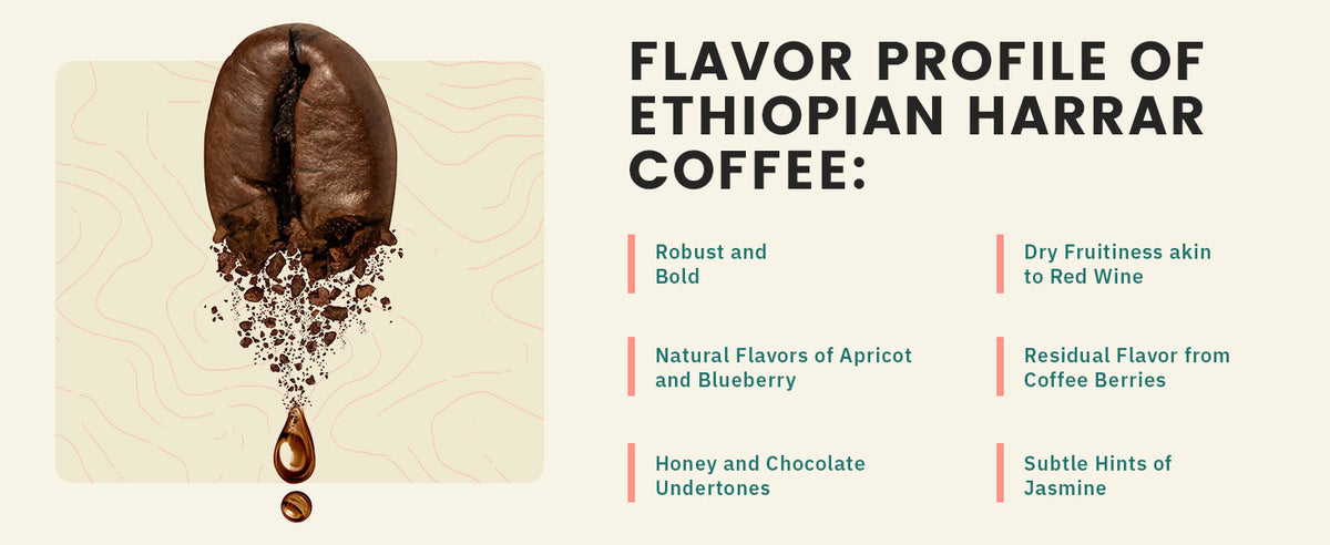A coffee bean with flavor notes listed: robust, bold, apricot, blueberry, honey, chocolate, dry fruitiness, coffee berries, and jasmine hints. Text reads "Flavor Profile of Ethiopian Harrar Coffee.