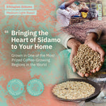 Ad for Ethiopian Sidamo Medium Light Roast graphic reading 'Guaranteed Freshness in the Form of Exquisite Flavor,' accompanied by a cup of coffee and whole beans. [all]
