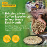 A promotional image for Kochere Coffee Company’s Safari "Coffee of the Month" Club shows green beans, coffee berries, and roasted beans, highlighting ethical sourcing and monthly single-origin coffees with a fresh roasted subscription.