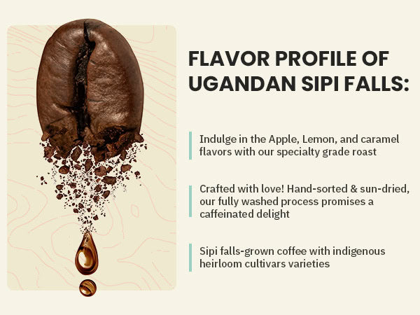 A large coffee bean with grounds scattered below it next to text describing the flavor profile and qualities of Ugandan Sipi Falls coffee.