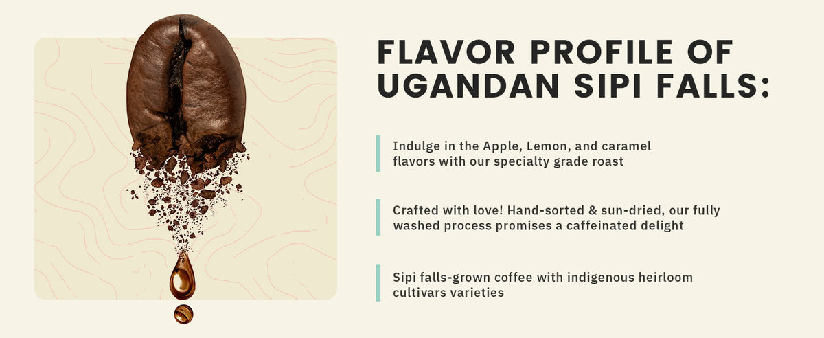 A large coffee bean with grounds scattered below it next to text describing the flavor profile and qualities of Ugandan Sipi Falls coffee.