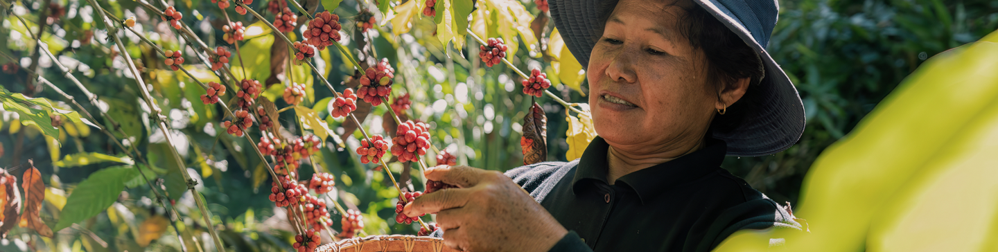 A person wearing a wide-brimmed hat harvests ripe coffee cherries from a coffee plant, placing them into a woven basket in a sunlit garden.