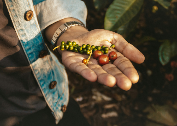 A person holds ripe and unripe coffee cherries and a coffee branch in their palm, standing among coffee plants.