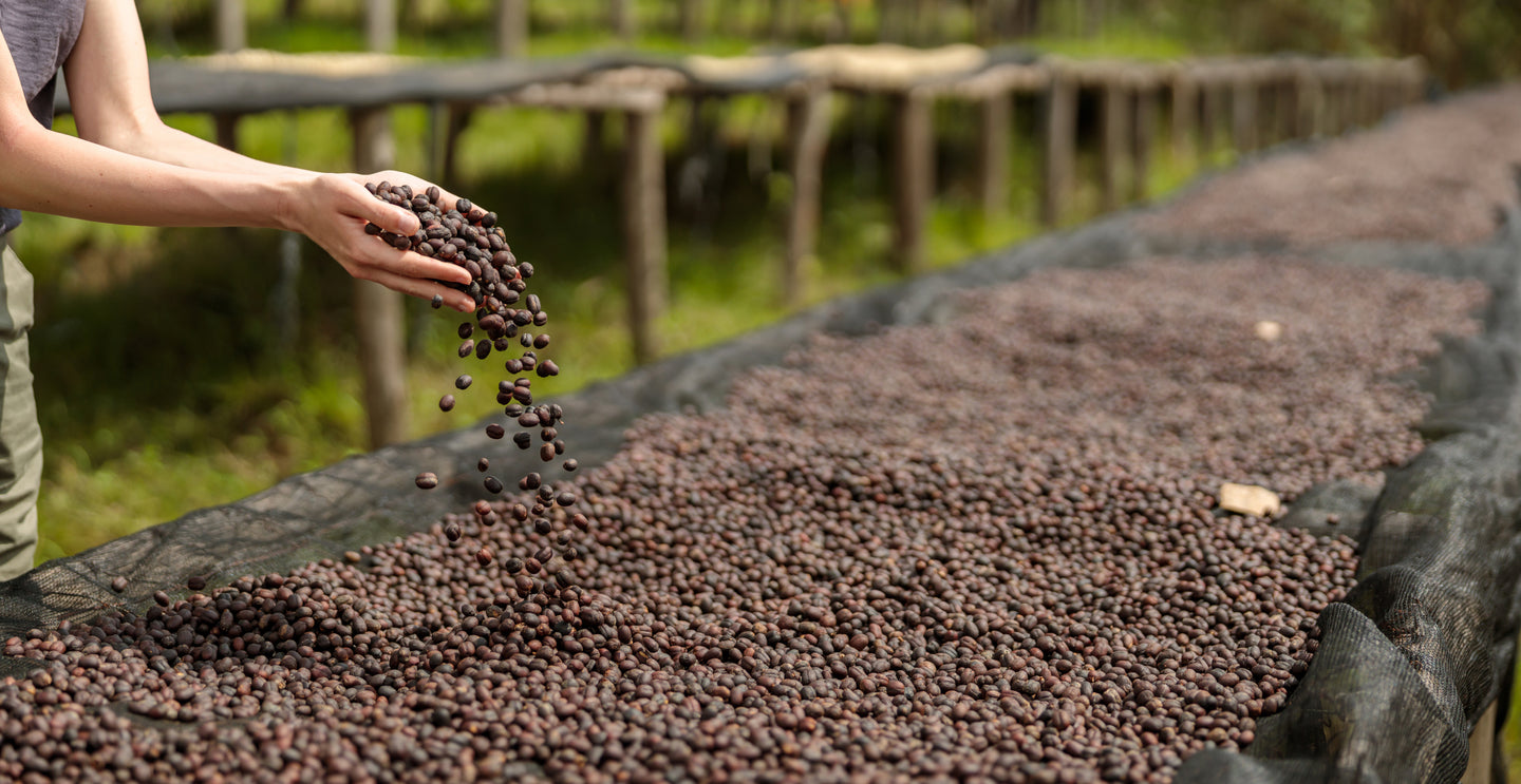 A person pours coffee beans onto a large mesh table covered with drying beans outdoors, with more drying tables visible in the background.
