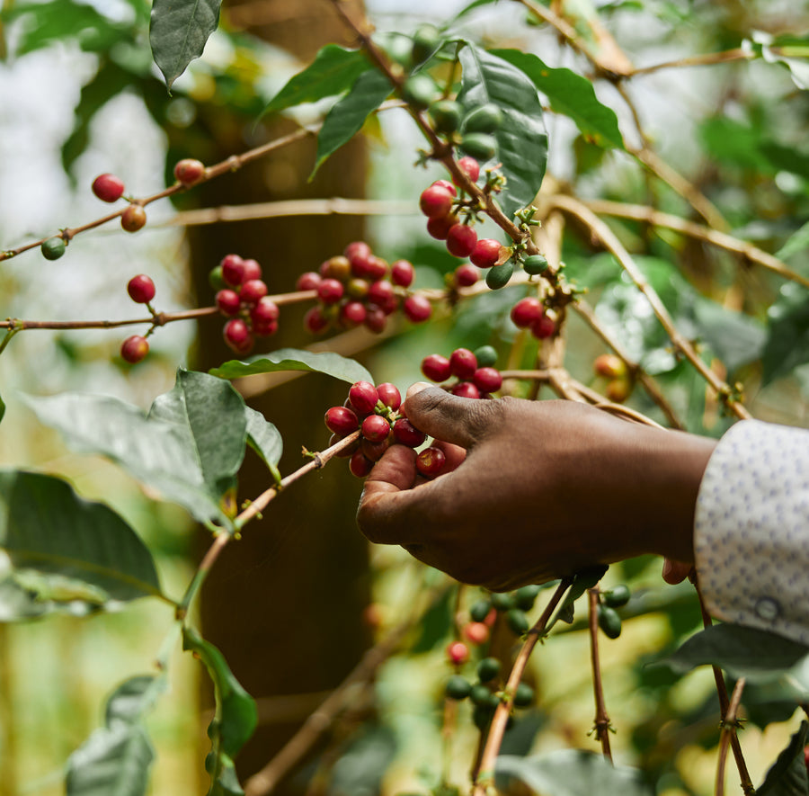 A person’s hand picks ripe red coffee cherries from a coffee plant branch covered in green leaves and berries.