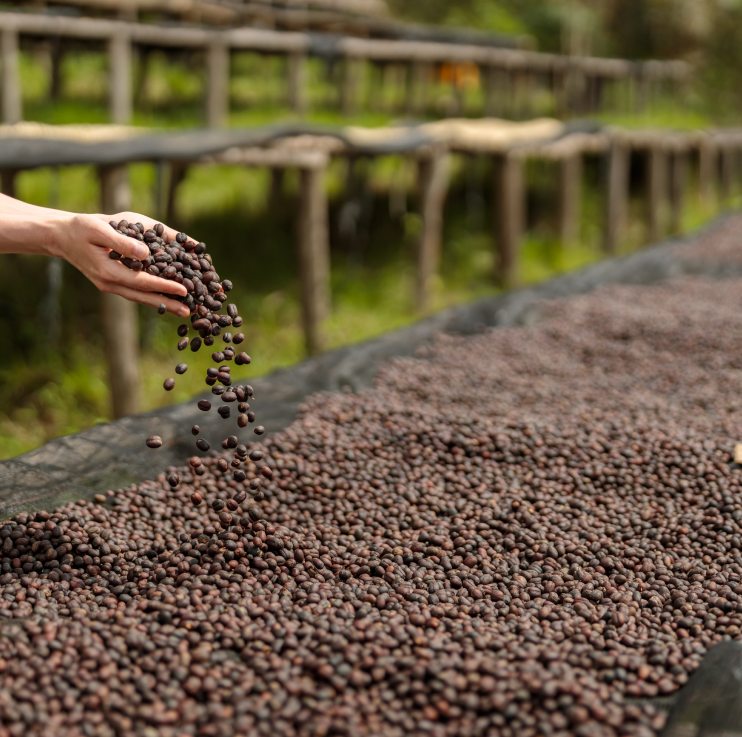A hand drops coffee beans onto a large drying bed filled with beans outdoors, with drying racks visible in the background.